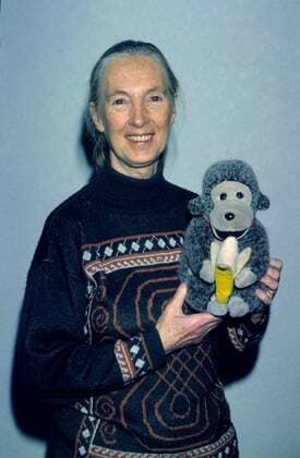 IMAGO ICONS: Jane Goodall Jane Goodall (Verhaltensforscherin) 12 97 kri Frau Forschung Universität Soziologie Lehre Verhalten dunkelhaarig langhaarig Pferdeschwanz leger Pullover stehend Spielzeug Plüschtier haltend Affe halb hoch lächelnd