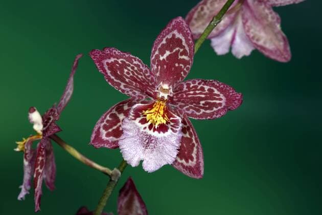 Orchidee Vuylstekeara, Blüte, Singapur, Südostasien, Asien iblsox02105305