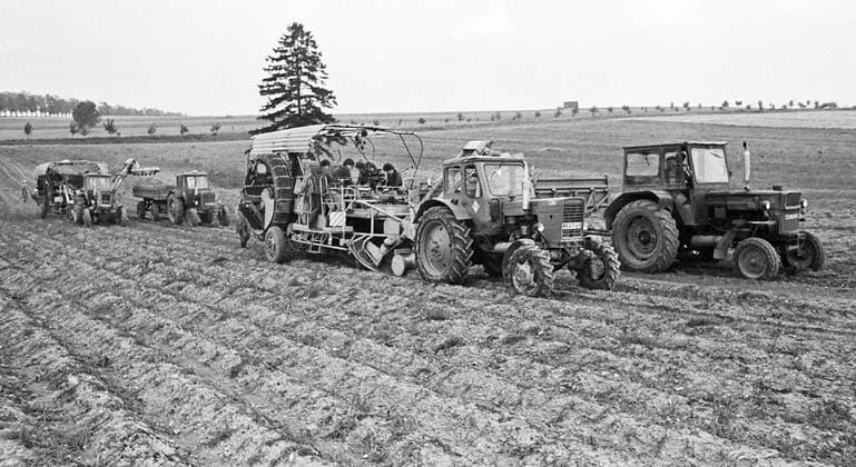Schüler und Studenten ernten gemeinsam mit Genossenschaftsbauern Kartoffeln am 10.08.1981 bei Lobenstein in der ehemaligen DDR. Deutschland Germany Thüringen Thueringia Gesellschaft people Menschen Sozialismus LPG Landwirtschaftliche Produktionsgenossenschaft Feld Kartoffelfeld DDR Deutsche Demokratische Republik Geschichte DDR-Geschichte DDR-Alltag Wirtschaft Landwirtschaft Ackerbau Kartoffelernte Ernte Erntehilfe Hilfe Studentenhilfe Kartoffelvollerntemaschine Erntemaschine Maschine Schule Schüler Schülerhilfe Alltag Strukturen Struktur Politik Alltag Leben Alltagsleben Traktor Traktoren W50