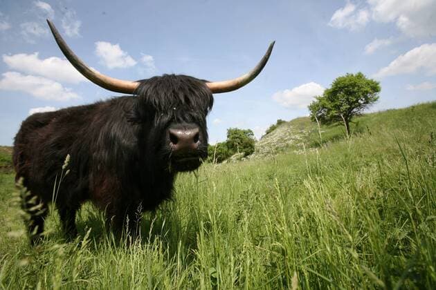 Dorf Dobis im Saalekreis in Sachsen Anhalt - Galloways