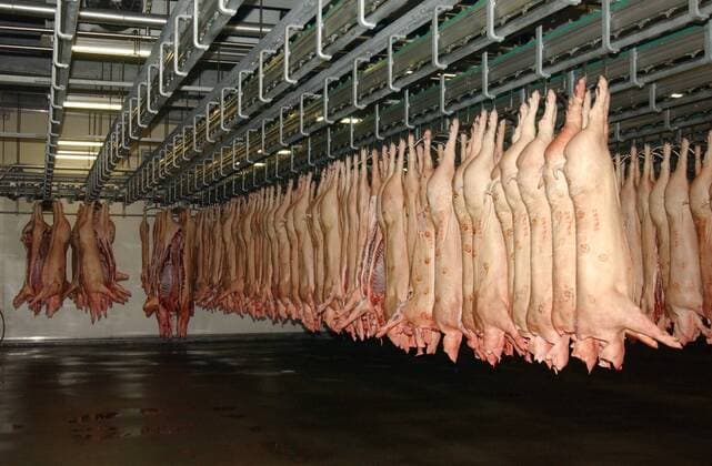 Feature Symbol: Fleisch, Schweinefleisch 05 03 wow Wirtschaft Produktion Herstellung Lebensmittel Nahrungsmittel Essen Fleisch Wurst Schwein Schweinefleisch Schlachterei Fabrik Unternehmen Betrieb Schlachtung Schlachten Schlachter Schlachtbetrieb Schlachthof Hersteller Metzger Fleischer Fleischerei Metzgerei Anlage Halle Lagerung Lagerhalle Aufbewahrung Lager Zwischenlager Schweinehälften Schweine tot tote geschlachtete Tiere Tier Haustier Haustiere hängend Reihe Kühlhaus Kühlhalle Kühlung gekühlt kopfüber Fototermin am 28.05.2003 bei Tönnies-Fleisch in Rheda-Wiedenbrück