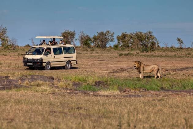 Löwe (Panthera leo) vor einem Geländewagen, Masai Mara Naturschutzgebiet, Kenia, Ostafrika, Afrika, ÖffentlicherGrund ibxmox02139307