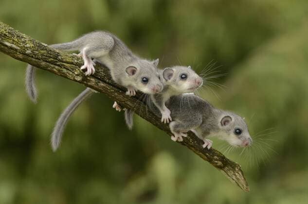 Siebenschläfer, Jungtiere (Glis glis) Young Edible Dormice - Ostalbkreis, Baden-Württemberg, Deutschland - McPNBT