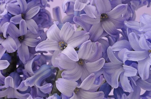 Hyazinthenblüten (Hyacinthus) ibxikn02186715