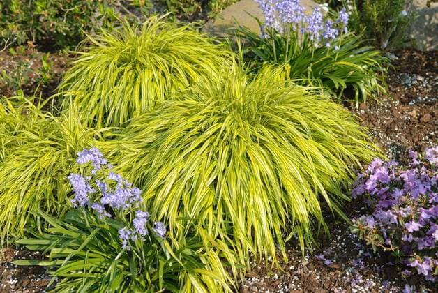 Japangras (Hakonechloa macra Aureola ) - McPHRM