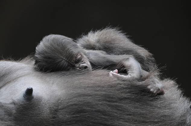 Westlicher Flachlandgorilla (Gorilla gorilla gorilla), Jungtier schläft auf dem Bauch der Mutter, Vorkommen in Afrika, Zoo, Niedersachsen, Deutschland, Europa iblfso02209729