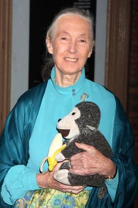 IMAGO ICONS: Jane Goodall Nov. 11, 2008 - New York, New York, U.S. - DR. JANE GOODALL ARRIVING AT GLAMOUR MAGAZINE S 2008 WOMEN OF THE YEAR AWARDS AT CARNEGIE HALL IN NEW YORK New York ON 11-10-2008. 2008..K60129HMC New York U.S.  - ZUMAmg1