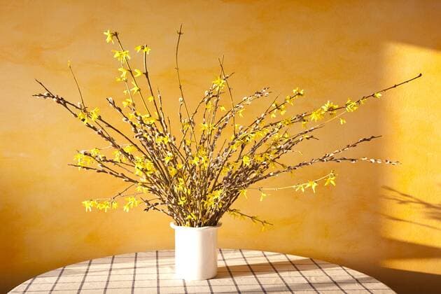 Strauß in Vase mit Weidenkätzchen (Salix) und Forsythie (forsythia)