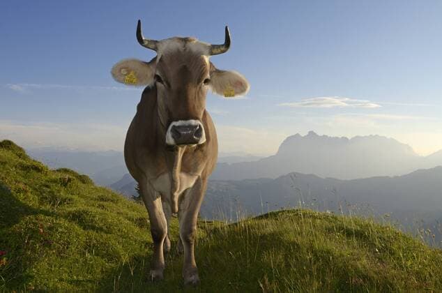 Kuh auf der Eggenalm vor dem Wilden Kaiser-Gebirge, Reit im Winkl, Chiemgau, Oberbayern, Bayern, Deutschland, Europa iblnex02196681