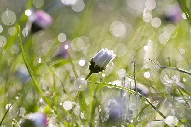 Gänseblümchen ( Bellis perennis ) mit glitzernden Tautropfen in einer Wiese am frühen Morgen. 21.04.2012