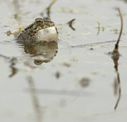  Wechselkröte (Bufo viridis), Bulgarien, Europa iblmkh02234091