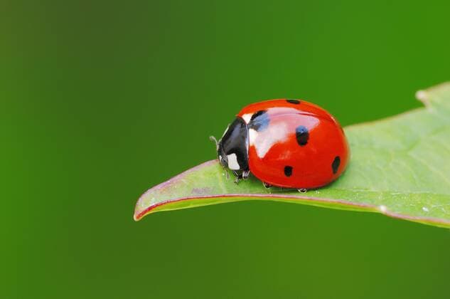 Siebenpunkt-Marienkäfer oder Siebenpunkt (Coccinella septempunctata), Nordrhein-Westfalen, Deutschland, Europa iblcht02261245