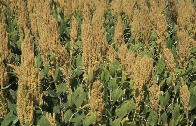 IMAGO Nature: Unsere Erde, Klimawandel, Ernährung, Pflanzen der Zukunft, Amaranth Amaranth Amaranth