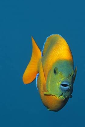  Clarion-Kaiserfisch (Holacanthus clarionensis), schwimmt im Blau, San Benedicto Insel, bei Socorro, Revillagigedo Inseln, Archipel, Mexiko, Ost-Pazifik iblnpr02296824