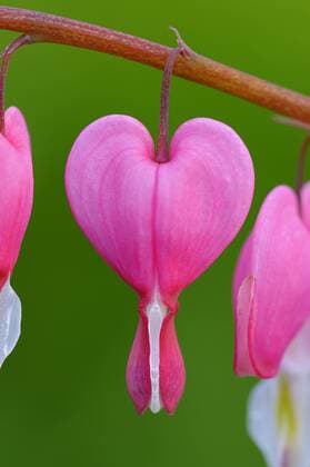 Traenendes Herz (Dicentra spectabilis), einzelne Bluete common bleeding heart (Dicentra spectabilis), single flower BLWS309488