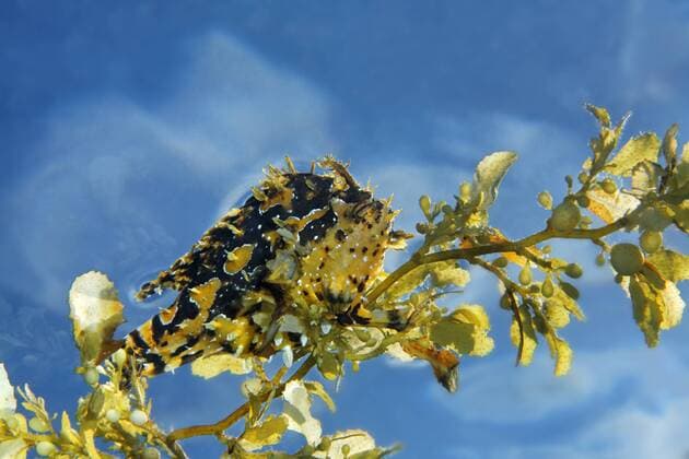  Sargassofisch, Sargassum-Anglerfisch oder Sargassum-Krötenfisch (Histrio histrio), sitzt auf Zweig von Golftang (Sargassum muticum), Great Barrier Reef, UNESCO Weltnaturerbe, Queensland, Cairns, Australien, Pazifik iblnpr02312087