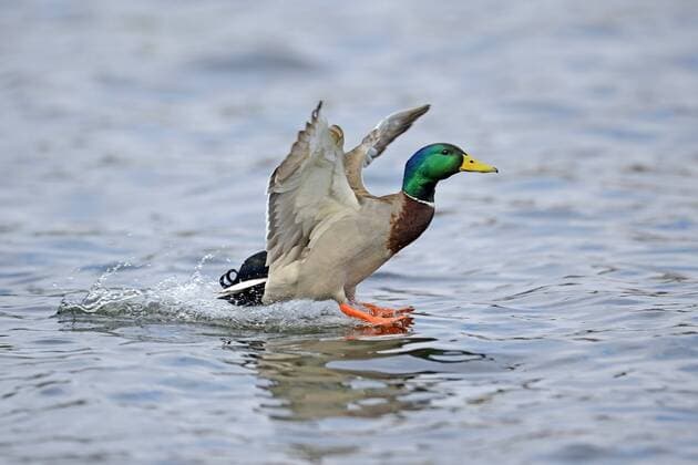 Stockente, Stock-Ente (Anas platyrhynchos), Erpel im Landeanflug, Deutschland mallard (Anas platyrhynchos), drake approach for landing, Germany BLWS303972