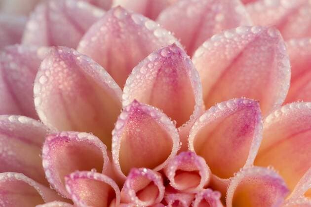 Dahliendetail (Dahlia sp.), Hessen, Deutschland, Europa iblsrf02293784