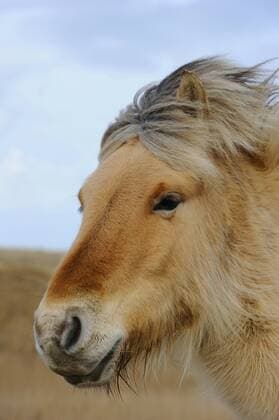 Norwegisches Fjordpferd, Norweger, Fjordpferd, Fjordpony (Equus przewalskii f. caballus), Portrait im Wind, Niederlande, Texel Fjord horse, Norwegian horse (Equus przewalskii f. caballus), portrait in wind, Netherlands, Texel BLWS304482
