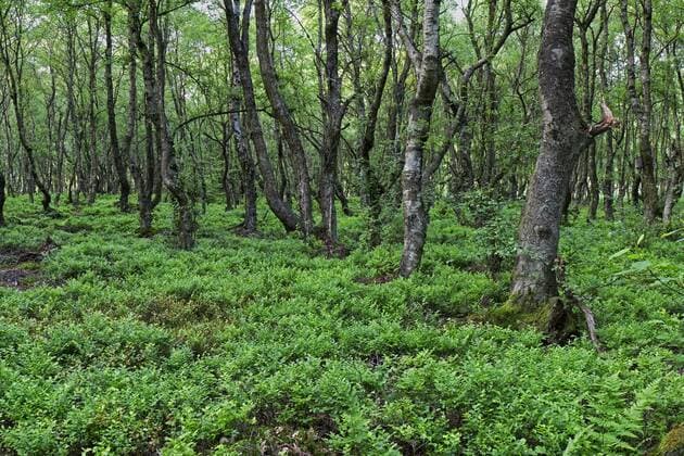 Karpaten-Birke, Karpatenbirke, Moor-Birke, Moorbirke (Betula pubescens subsp. carpatica, Betula carpatica ), Karpatenbirkenbruchwald, Deutschland, Rheinland-Pfalz, Eifel, Bragphenn downy birch (Betula pubescens subsp. carpatica, Betula carpatica ), swamp forest, Germany, Rhineland-Palatinate, Eifel, Bragphenn BLWS302743
