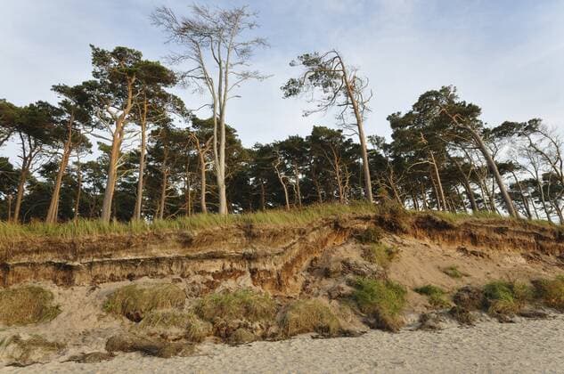 von der Ostsee abgetragene Duenen, Deutschland, Mecklenburg-Vorpommern, Nationalpark Mecklenburg Vorpommern eroded dunes by the Baltic Sea, Germany, Mecklenburg-Western Pomerania, Nationalpark Mecklenburg Vorpommern BLWS301527