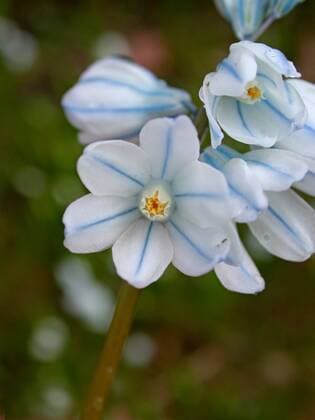 Puschkinie, Puschkinia, Kegelblume (Puschkinia scilloides), Blueten Puschkinia (Puschkinia scilloides), flowers BLWS302003