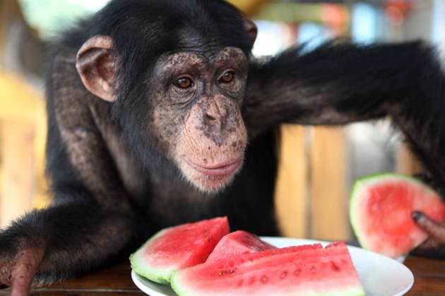 (120815) -- CHONGQING, Aug. 15, 2012 (Xinhua) -- A Chimpanzee has watermelon to relieve summer heat at Chongqing Wildlife World in Chongqing, southwest China, Aug. 14, 2012. Staff members of the zoo take a series of measures to make animals spend a comfortable summer time. (Xinhua Chen Shichuan) (lfj) CHINA-CHONGQING-ANIMALS-SUMMER HEAT (CN) 