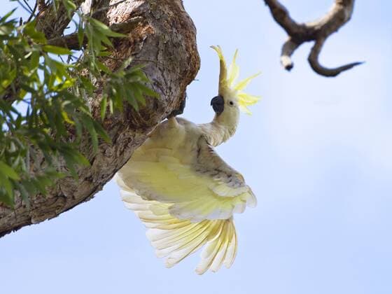 Gelbhaubenkakadu, Gelbhauben-Kakadu (Cacatua galerita), auf einem Ast, Australien, Queensland, Cape York peninsula, Iron Range Nationalpark sulphur-crested cockatoo (Cacatua galerita), on a branch, Australia, Queensland, Cape York peninsula, Iron Range National Park BLWS296302