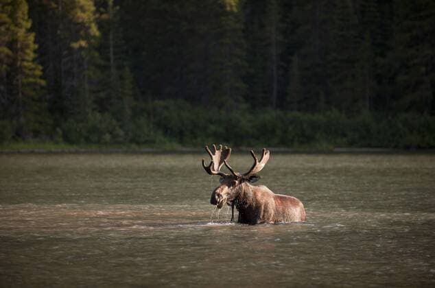 A moose seeks food in a lake in Glacier National Park, Montana, the United States, Aug. 8, 2012. 