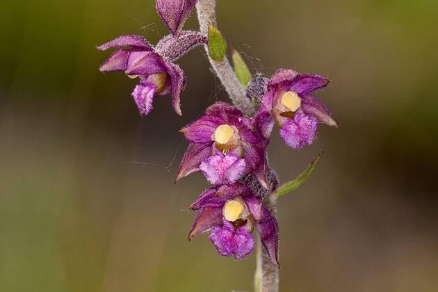 Braunrote Stendelwurz, Braune Sumpfwurz (Epipactis atrorubens, Serapias atrorubens), Blueten, Deutschland dark-red helleborine, royal helleborine (Epipactis atrorubens, Serapias atrorubens), flowers, Germany BLWS292119