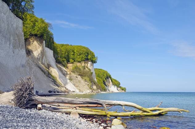  Entwurzelte Bäume unterhalb der Steilküste der Kreidefelsen im Nationalpark Jasmund, Halbinsel Jasmund, Insel Rügen, Mecklenburg-Vorpommern, Deutschland, Europa ibloge02316868