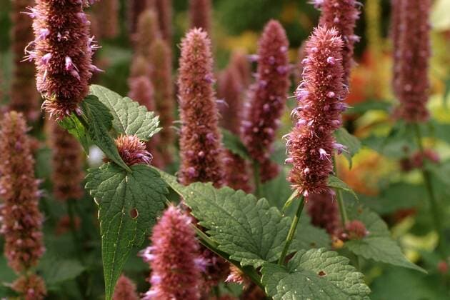 Duftnessel, Duft-Nessel, Fenchel-Agastache, Fenchelagastache, Anis-Ysop, Mexikonessel, Mexiko-Nessel (Agastache foeniculum, Agastache anethiodora, Agastache anisata, Stachys foeniculum), bluehend Anise hyssop, Blue giant hyssop (Agastache foeniculum, Agastache anethiodora, Agastache anisata, Stachys foeniculum), blooming BLW049967
