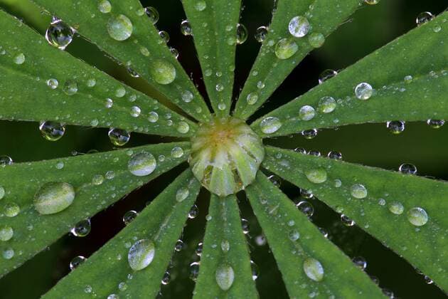 Lupine (Lupinus spec.), Wassertropfen auf Lupinenblatt lupine (Lupinus spec.), Water drop on a lupine leaf BLWS286660