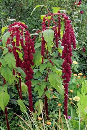 Garten-Fuchsschwanz, Gartenfuchsschwanz, Amaranth, Inkaweizen, Inka-Weizen, Koerneramaranth, Koerner-Amaranth (Amaranthus caudatus), bluehend Love lies bleeding, Love.lies-bleeding, Inca wheat, kiwicha (Amaranthus caudatus), blooming BLWS285156