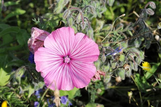 IMAGO Nature: Unsere Erde: Pflanzenwelt: Bedrohte Arten Hibiskusblüte (Hibiscus), Schwäbisch Gmünd, Baden Württemberg, Deutschland, Europa iblebo02332194