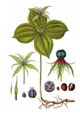  Vierblättrige Einbeere (Paris quadrifolia), Heilpflanze, historische Chromolithographie, ca. 1796 iblsce02335909