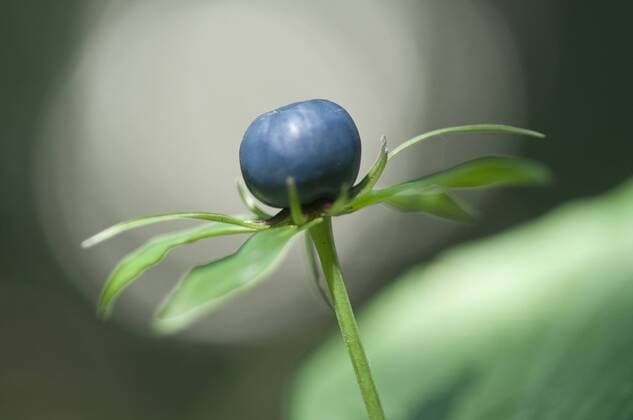  Einbeere (Paris quadrifolia), Haren, Emsland, Niedersachsen, Deutschland, Europa iblenh02338573