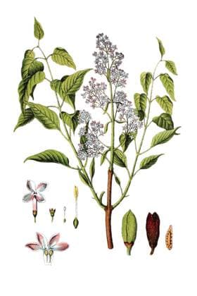  Spanischer Flieder, Gemeiner Flieder (Syringa vulgaris), Heilpflanze, historische Chromolithographie, ca. 1796 iblsce02337324