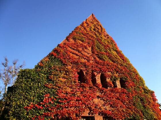 Weinranken im Herbst an einer Hauswand Weinranken an Hauswand
