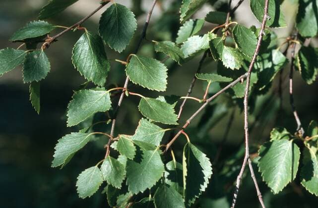 Moorbirke, Moor-Birke (Betula pubescens), Blaetter downy birch (Betula pubescens), leaves BLW044127