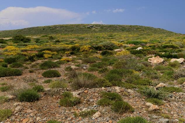 niedrige Vegetation in karger Landschaft, Griechenland, Insel Pori low vegetation in a waste landscape, Greece, Insel Pori BLWS309812