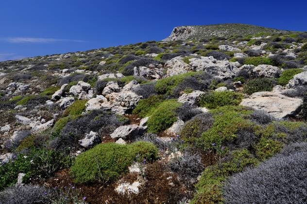 Zwergstrauchvegetation in karger Landschaft, Griechenland, Pori phrygana on Pori, Greece, Pori BLWS310536