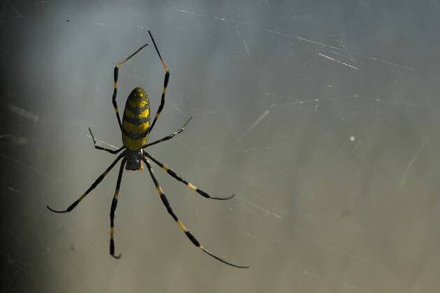 Motorsports: FIA Formula One World Championship 2012, Grand Prix of Japan Motorsports: FIA Formula One World Championship 2012, Grand Prix of Japan, spider, Spinne, animal, Tier, insect, Insekt, Netz, Spinnennetz, Spinnen HOCHxZWEI