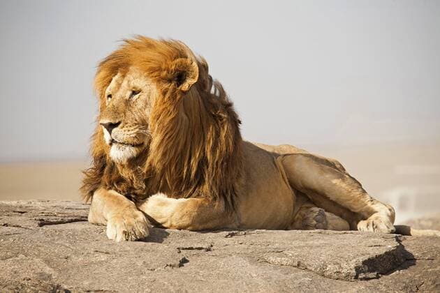 Loewe (Panthera leo), liegt auf einem Felsen, Tansania, Serengeti Nationalpark lion (Panthera leo), lying on a rock, Tanzania, Serengeti NP BLWS288326