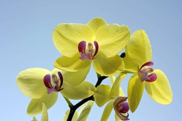 Dekorative gelbe Orchideenblüten einer Phalaenopsis Hybride Orchidee_9226