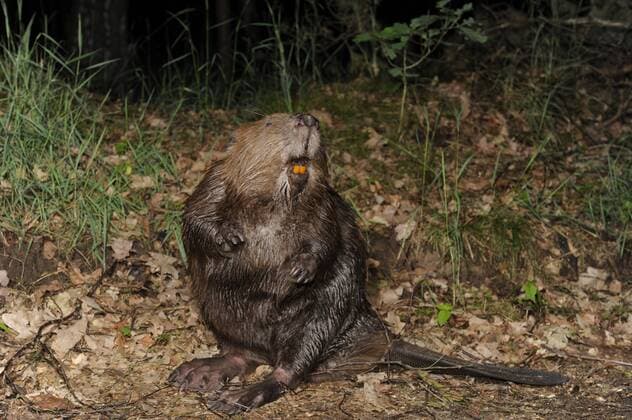 Biber (Castor fiber), steht auf Hinterbeinen, Deutschland, Brandenburg Eurasian beaver, European beaver (Castor fiber), standing erect, Germany, Brandenburg BLWS219999