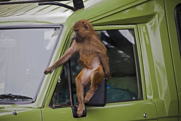 Steppenpavian, Steppen-Pavian, Gelber Pavian, Webbipavian, Webbi-Pavian, Gelber Babuin (Papio cynocephalus), sitzt auf dem Aussenspiegel eines Safarifahrzeuges, Tansania, Ngorongoro Nationalpark yellow baboon, savannah baboon (Papio cynocephalus), sitting on exterior mirror of off-road vehicle, Tanzania, Ngorongoro National Park BLWS288315