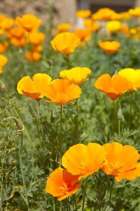 Kalifornischer Mohn (Eschscholzia californica)