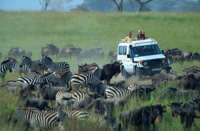 Gnu, Streifengnu, Weissbart-Gnu (Connochaetes taurinus), wandernde Herde mit Zebras, wird von Safari Touristen beobachtet, Tansania, Serengeti Nationalpark blue wildebeest, brindled gnu, white-bearded wildebeest (Connochaetes taurinus), migrating herd with zebras, watching by safari tourists, Tanzania, Serengeti NP BLW037909