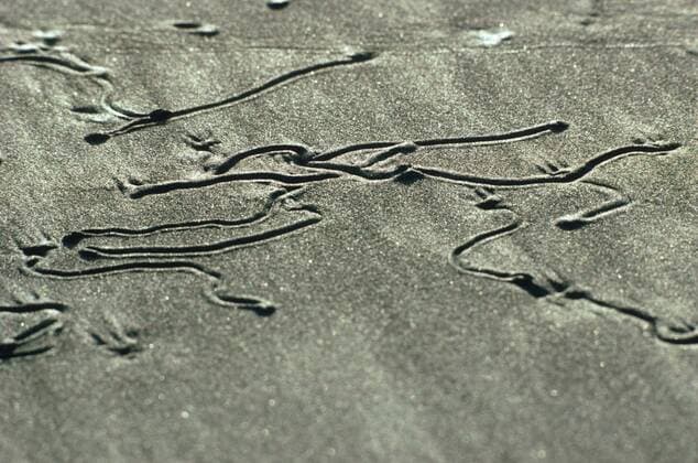 Oliven, Olivenschnecken (Olivella zanoeta, Olivella guayaquilensis), Kriechspuren im Sand, Costa Rica olives, olive snails (Olivella zanoeta, Olivella guayaquilensis), traces in the sand, Costa Rica BLW050891